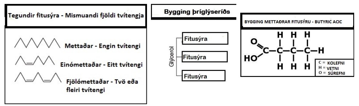 Fitusýrur