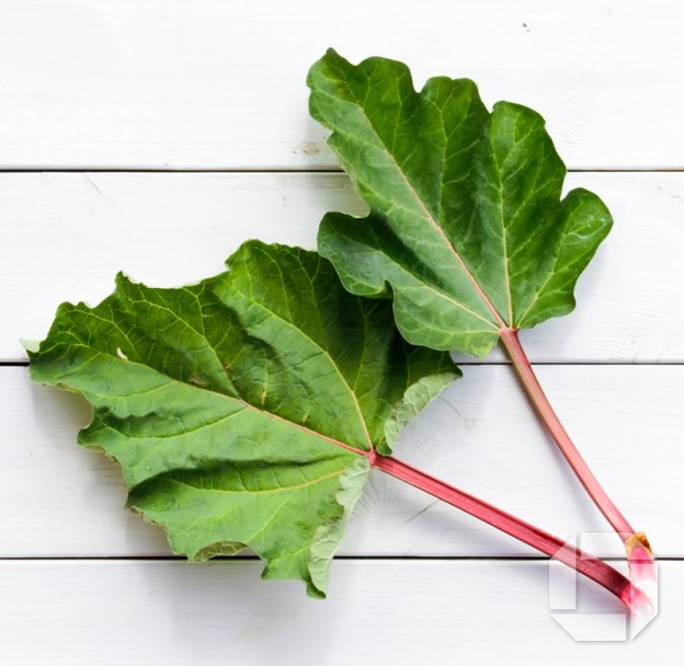 Sumarsalat með rabarbara frá mæðgunum