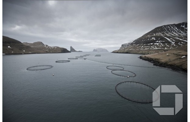 Framboði á fiski á heimsvísu verður vart viðhaldið nema með eldisfiski