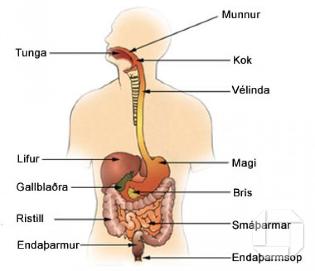 Meltingarvegurinn